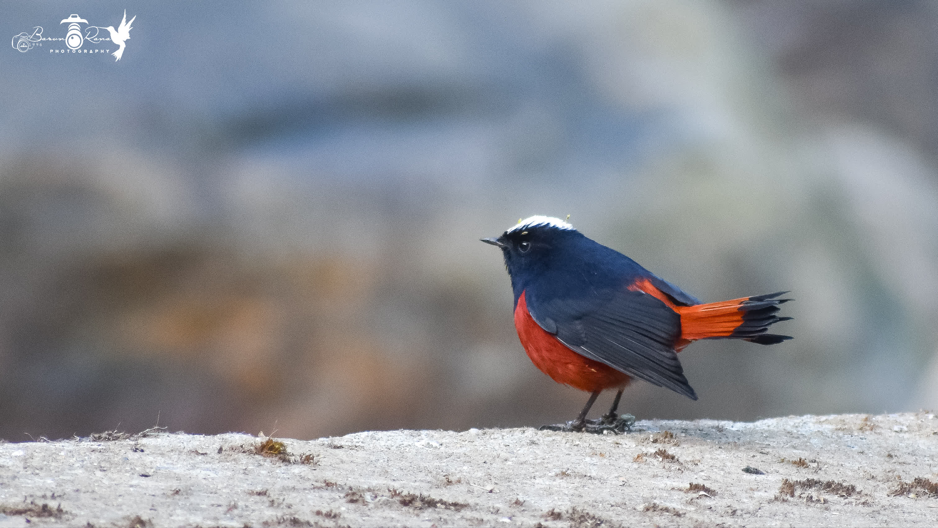 White Capped Redstart